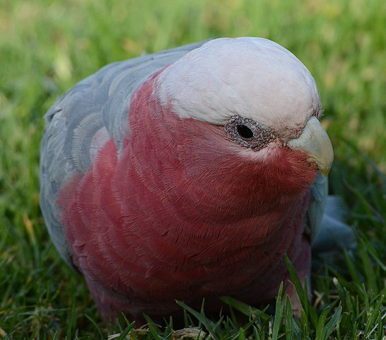 galah