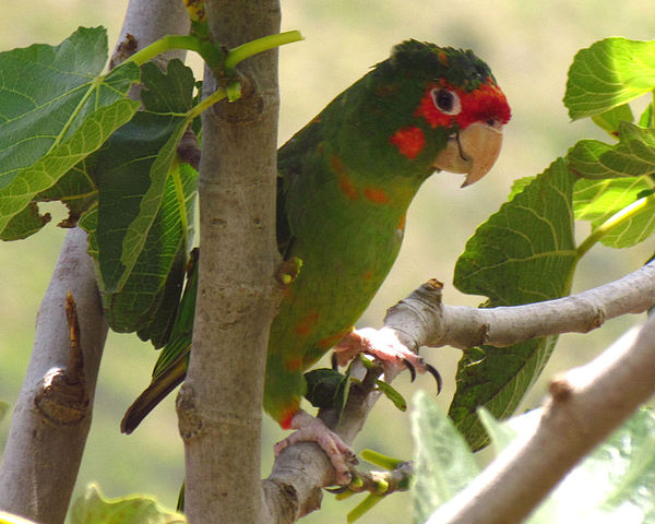 Mitred Conure