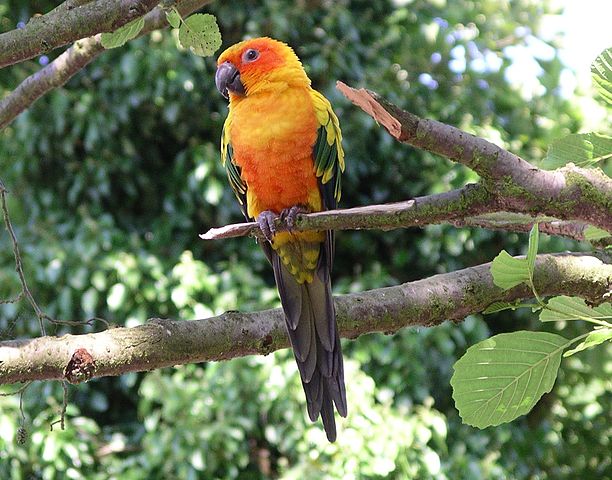 sun conure breeding in wild