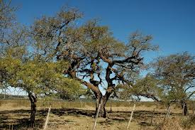 Argentina, Prosopis affinis, plant in home place of quaker parrot.