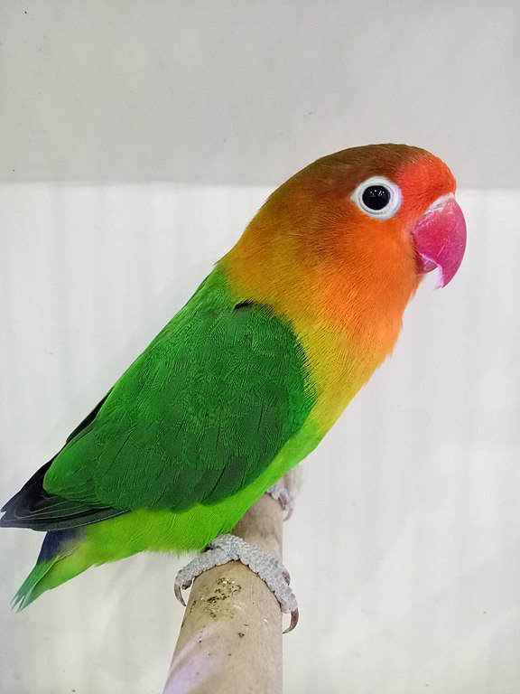 Fischer's Lovebird