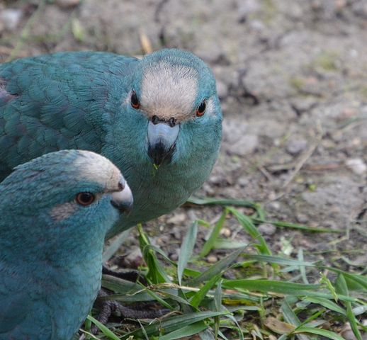 Kakariki parablue mutation