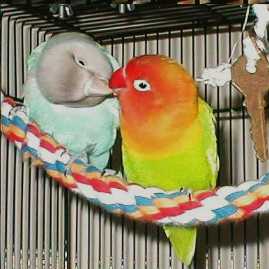 Fischer's Lovebird Kissing