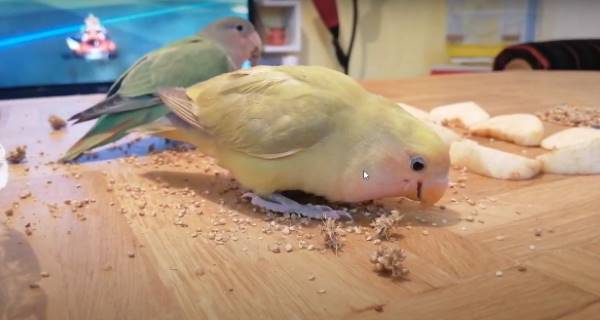Lovebird eating treat