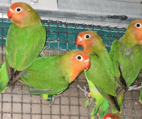 Lilians Lovebird wild color