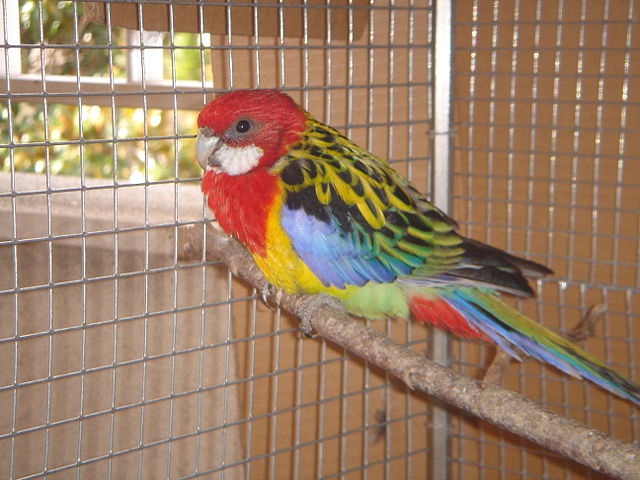 rosella in aviary