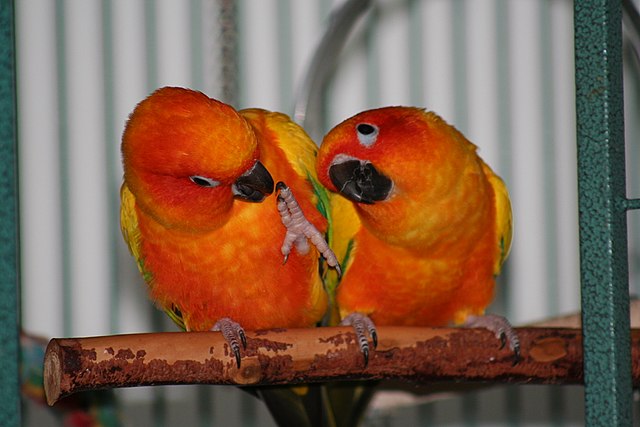 Sun Conure Gender Difference