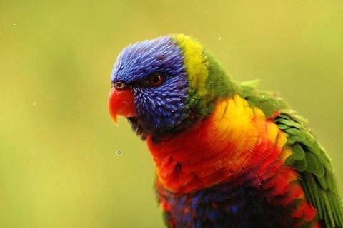Rainbow Lorikeet