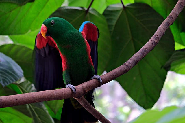 eclectus