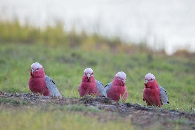 Galah 