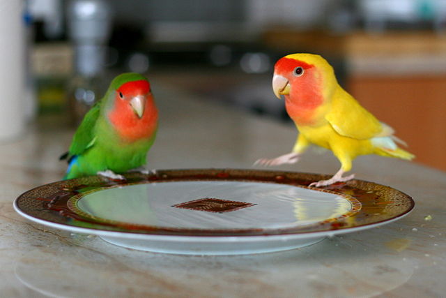 green next to lutino peach faced lovebird