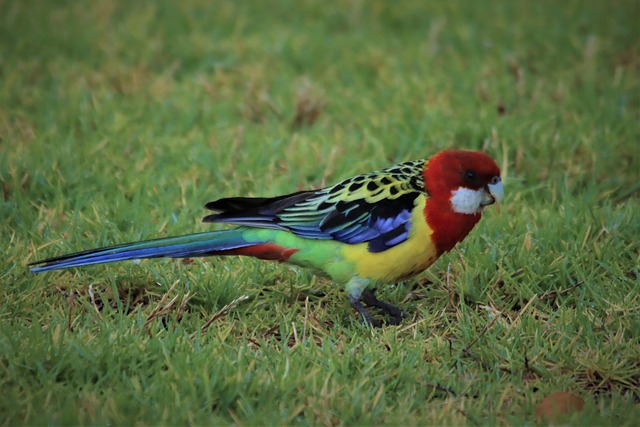 Eastern Rosella