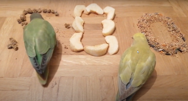 Lovebirds eating apple fruit