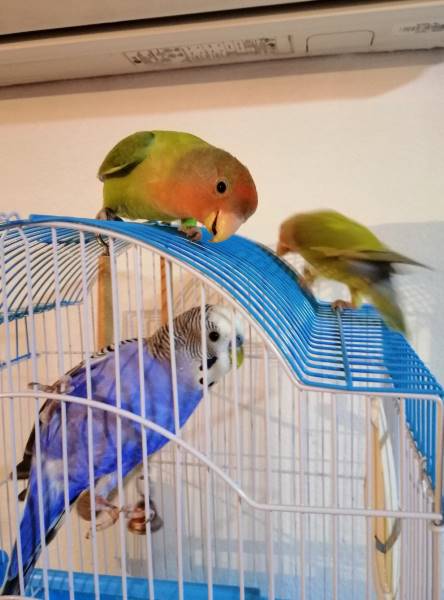 Lovebird vs Budgie