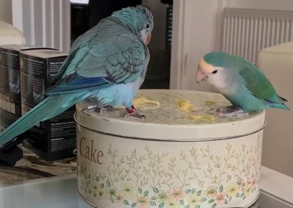 Lovebird and Quaker