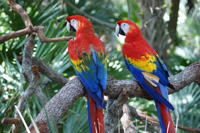macaw