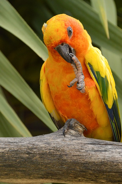 sun conure