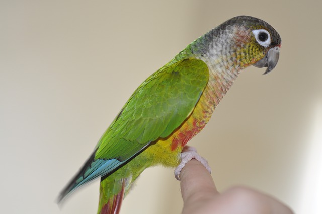 green cheek conure