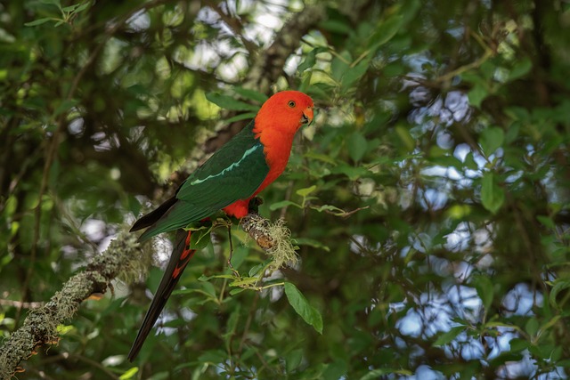 Australian King Parrot