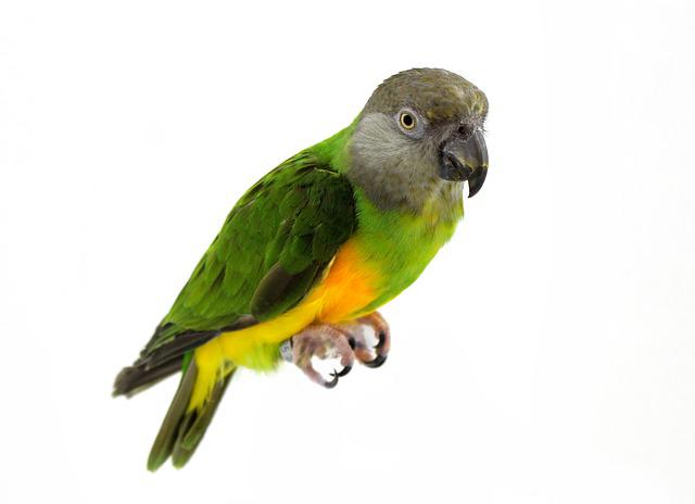 Senegal parrot