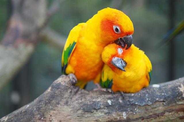 sun conure